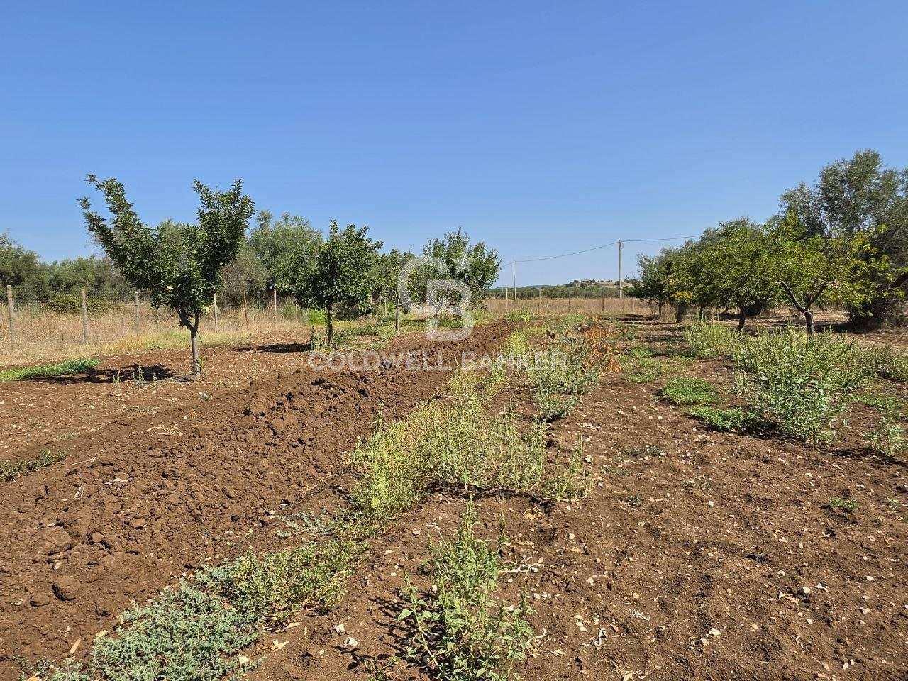 Terreno agricolo in vendita a Canino