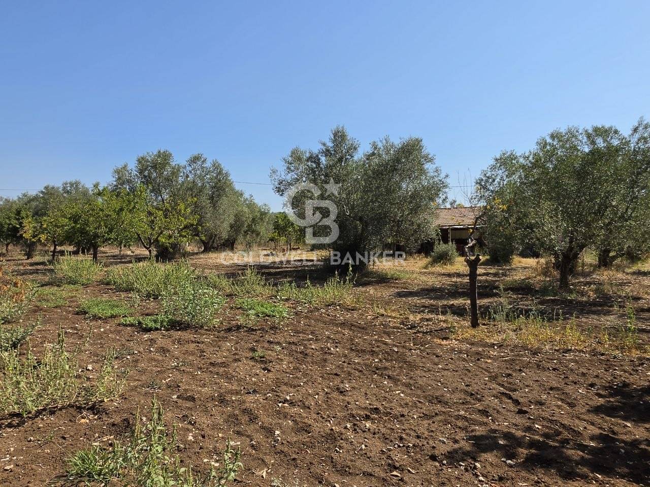 Terreno agricolo in vendita a Canino