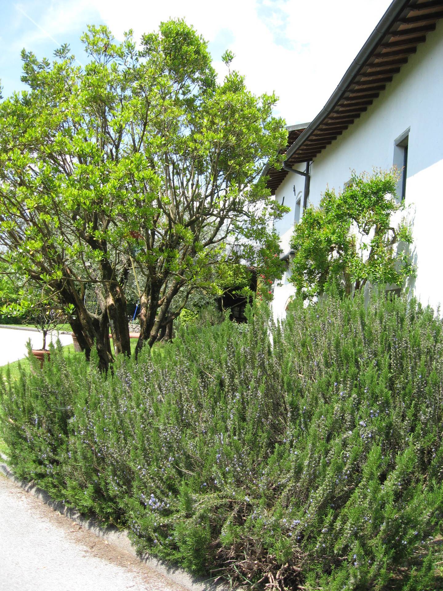 Casa Indipendente in vendita a Barga