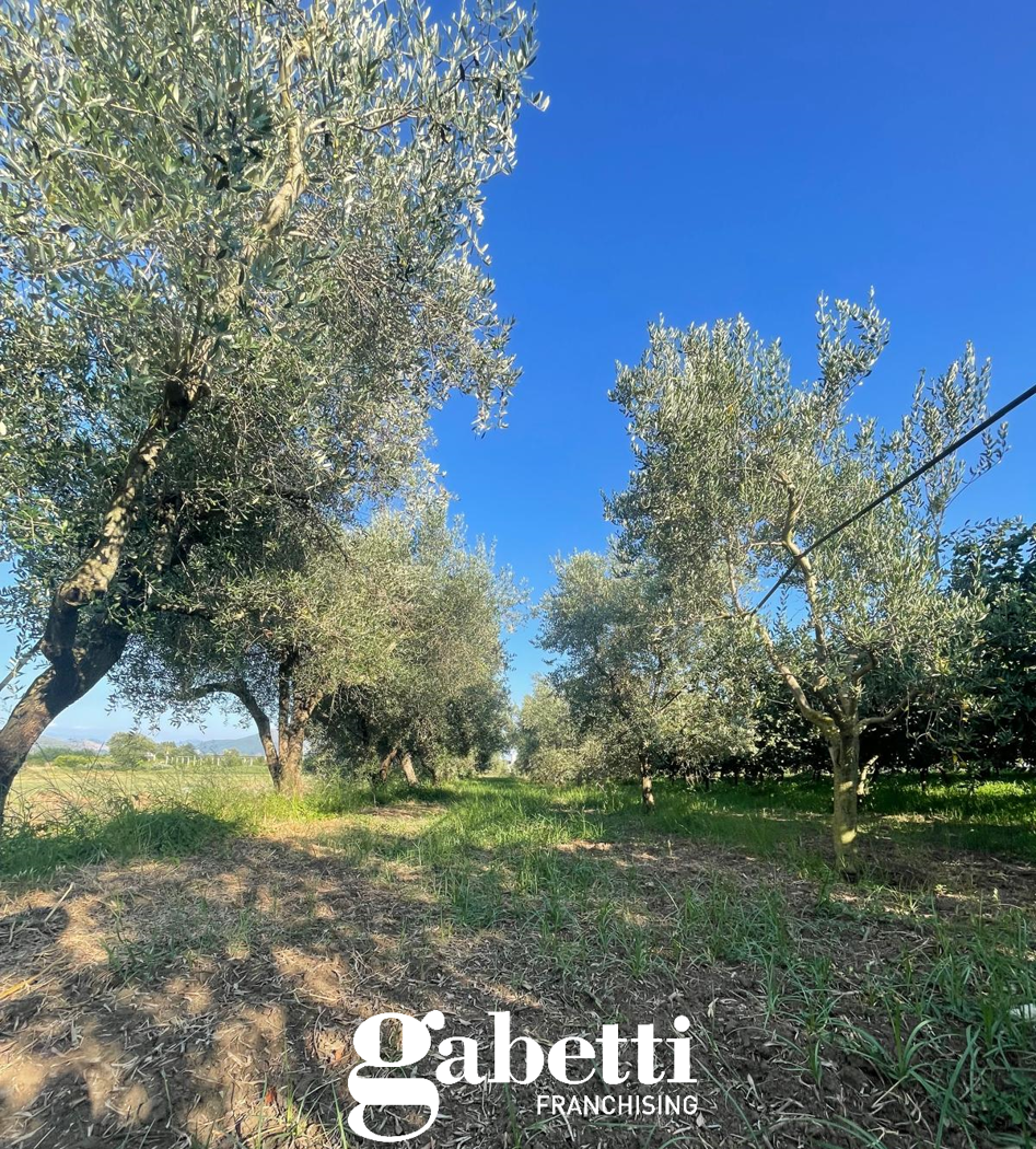 Terreno Agricolo in vendita a Vitulazio