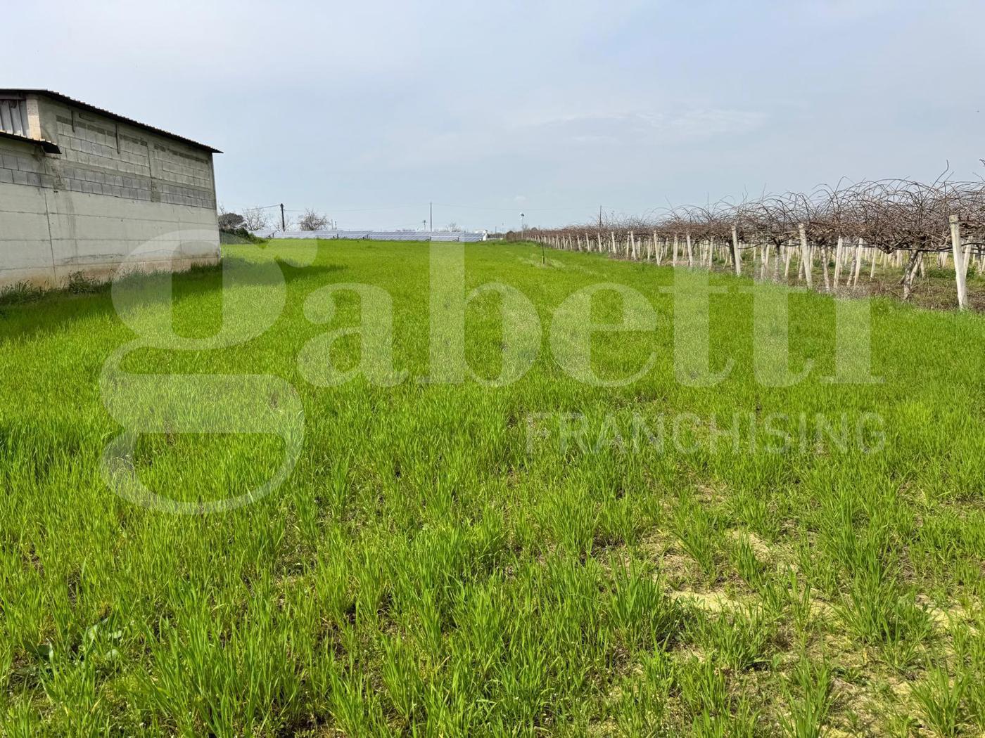 Terreno Agricolo in vendita a Vitulazio