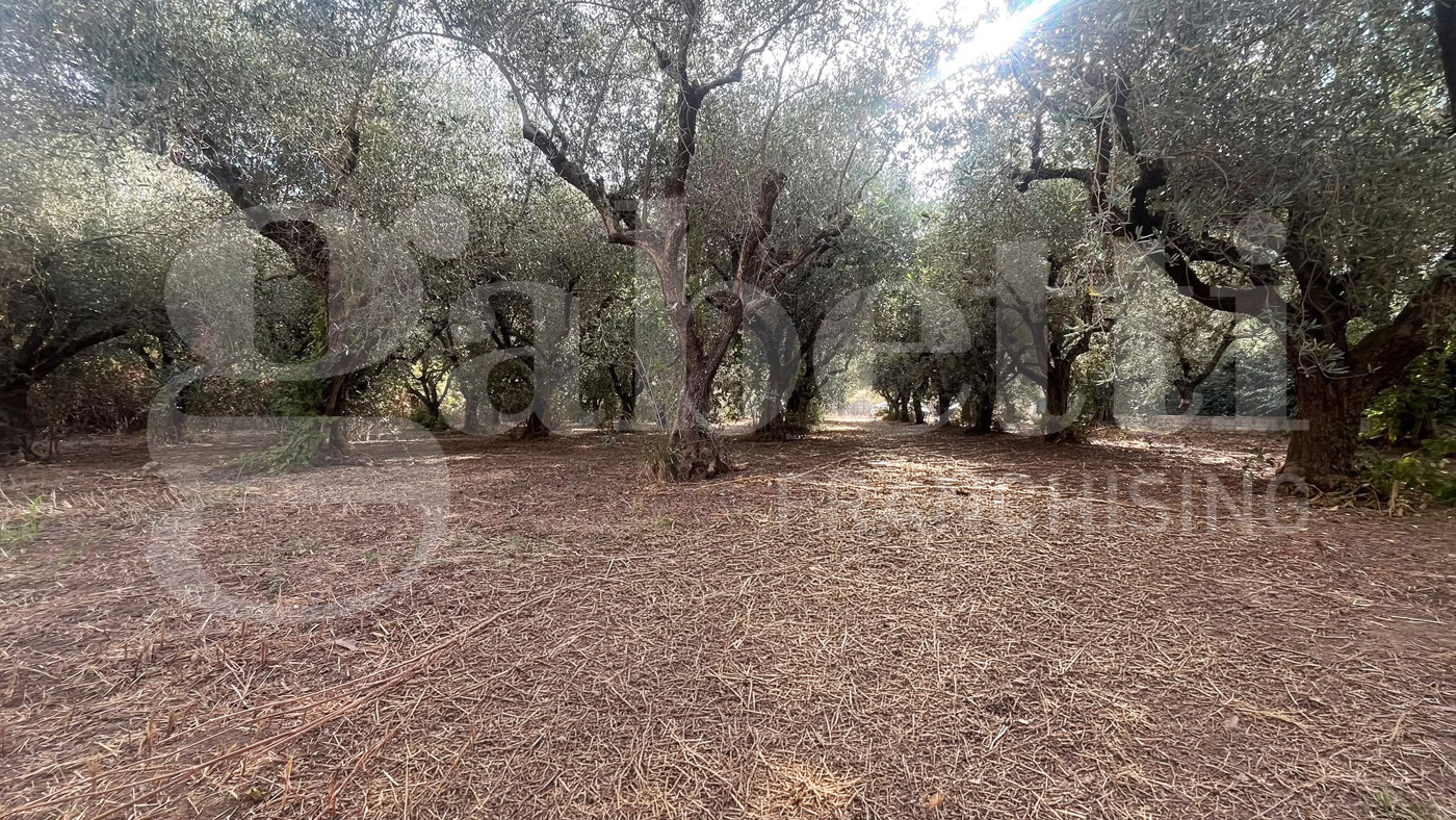 Terreno Agricolo in vendita a Bellona