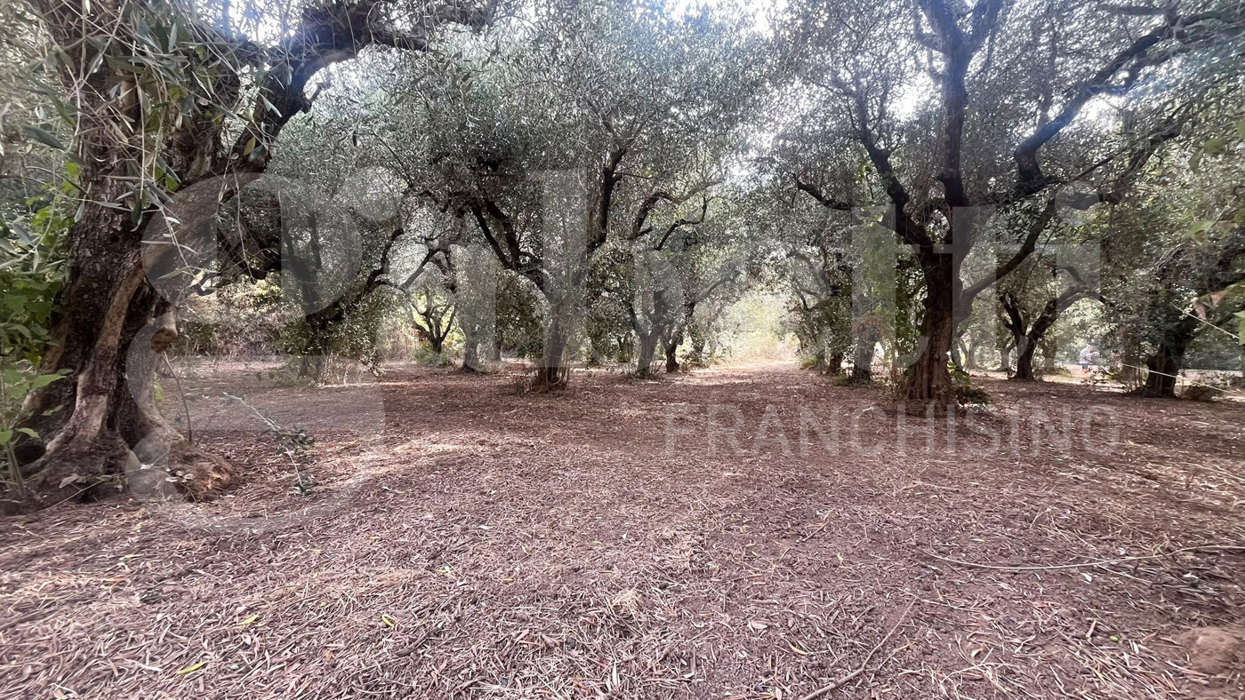 Terreno Agricolo in vendita a Bellona