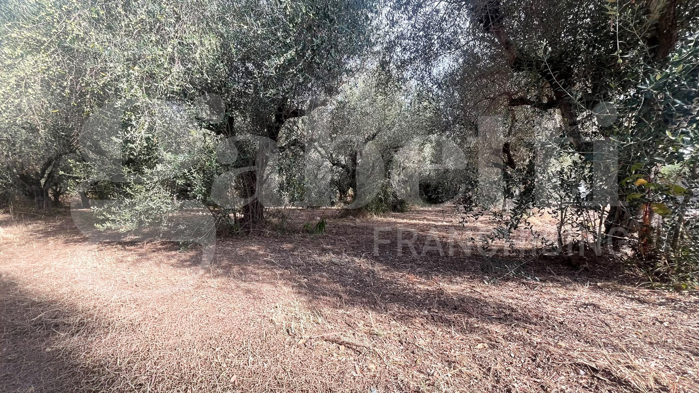 Terreno Agricolo in vendita a Bellona