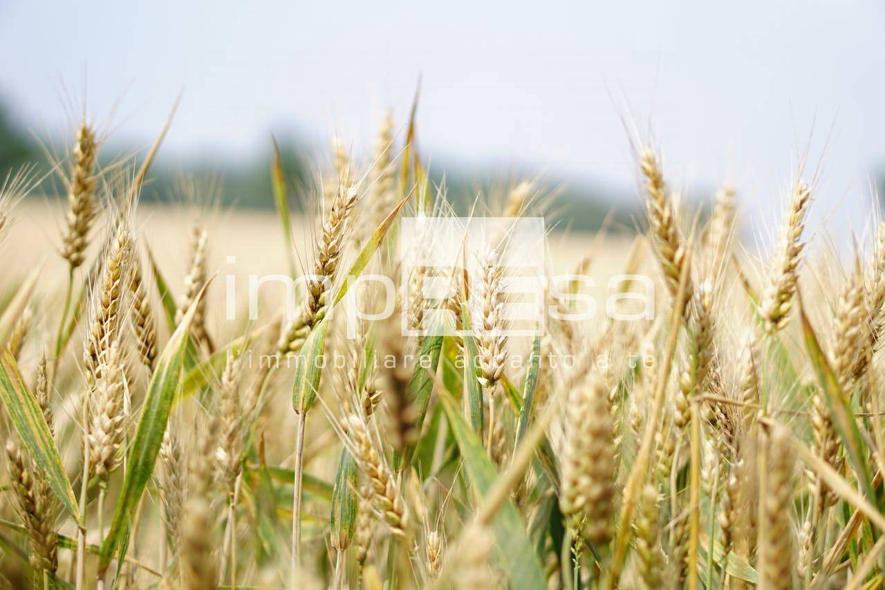 Terreno Agricolo in vendita a Trevignano