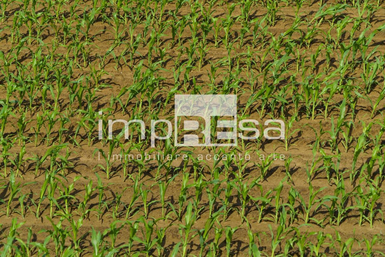 Terreno Agricolo in vendita a Trevignano