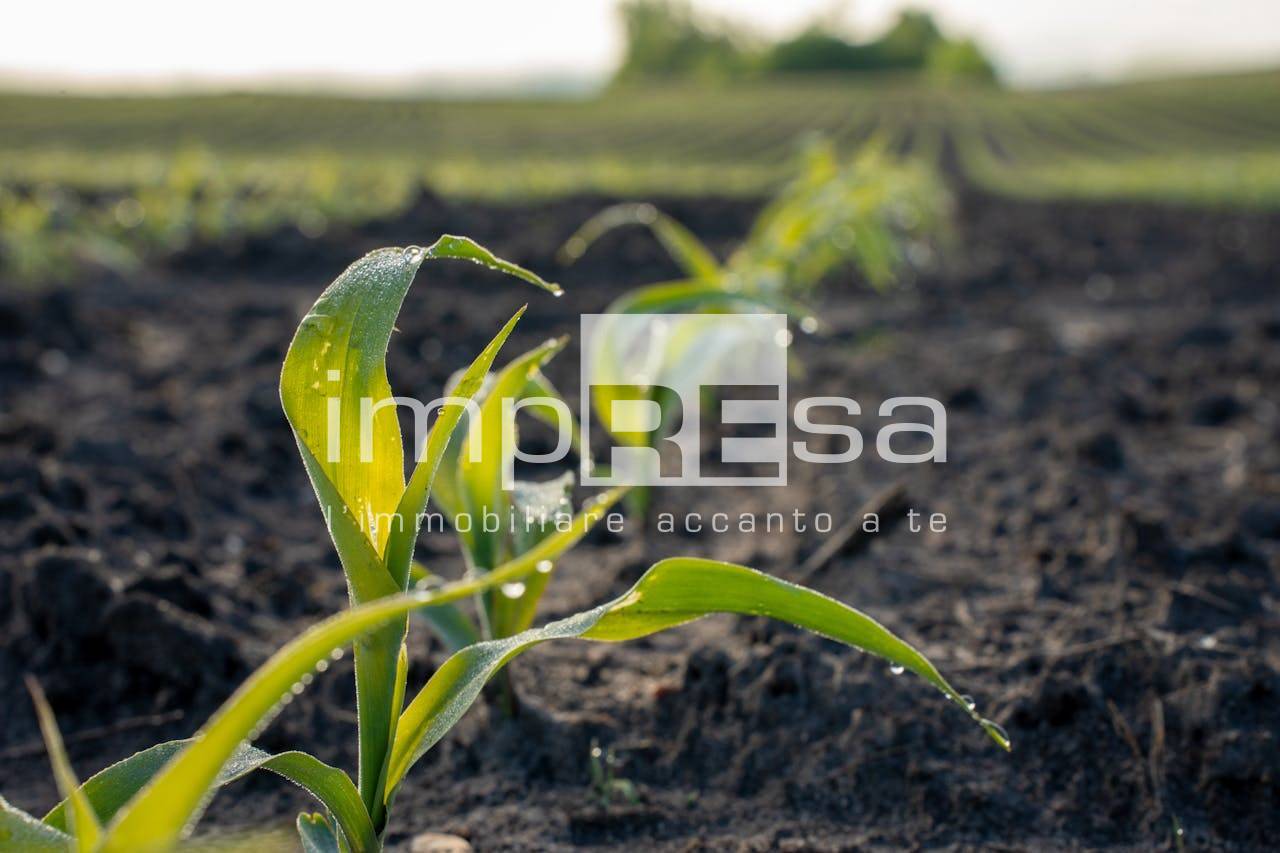 Terreno Agricolo in vendita a Trevignano