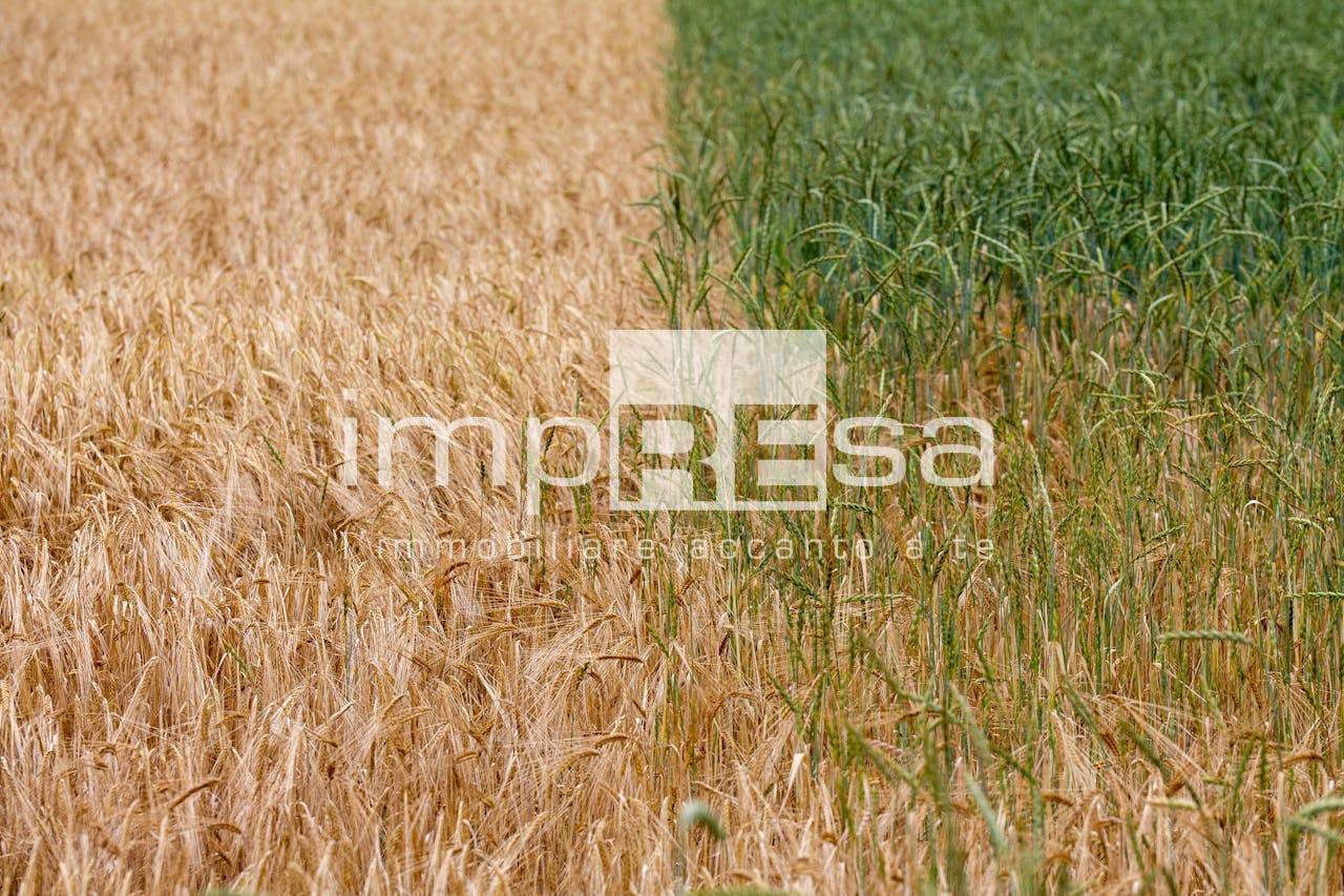 Terreno Agricolo in vendita a Trevignano
