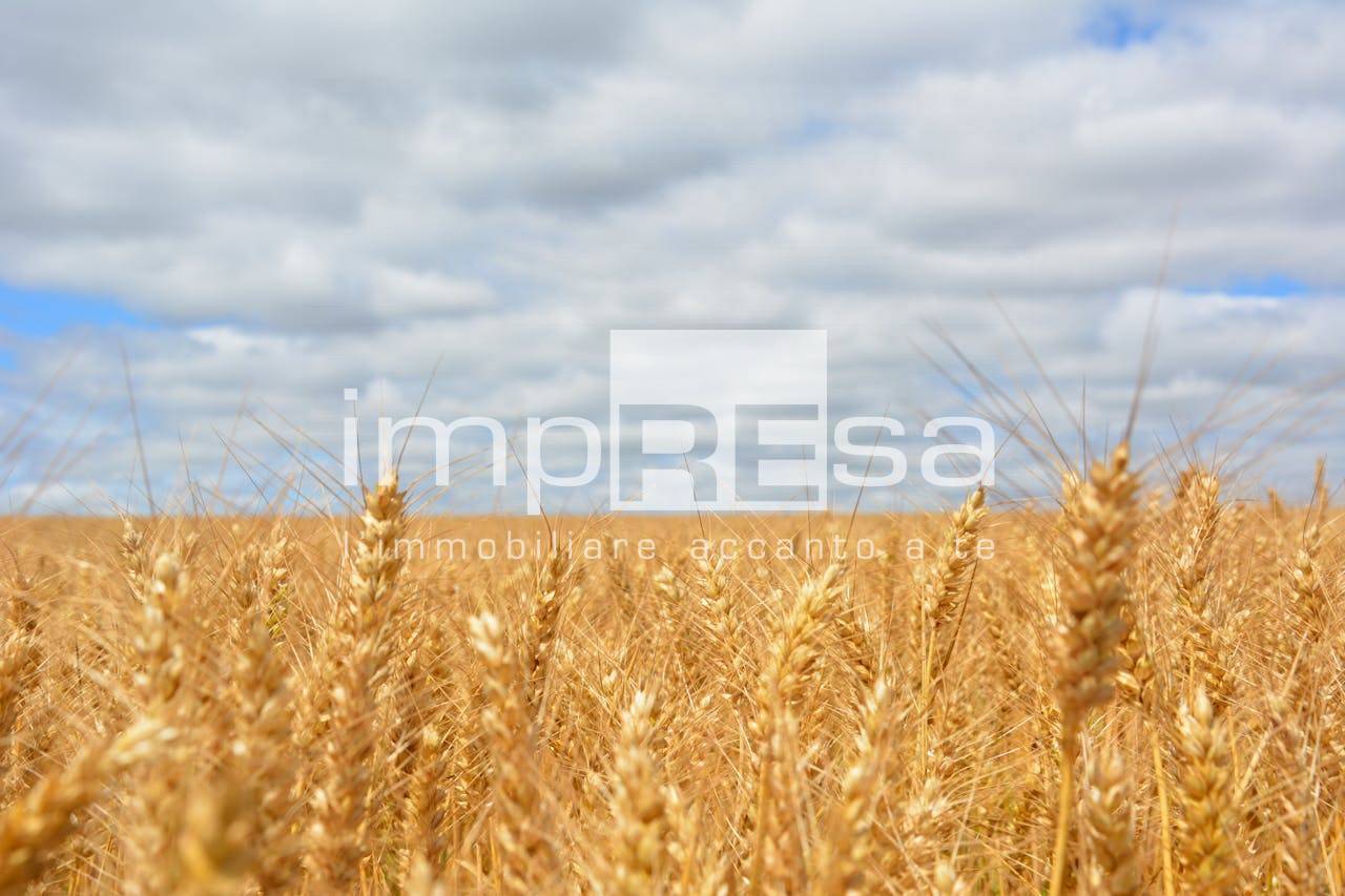 Terreno Agricolo in vendita a Trevignano