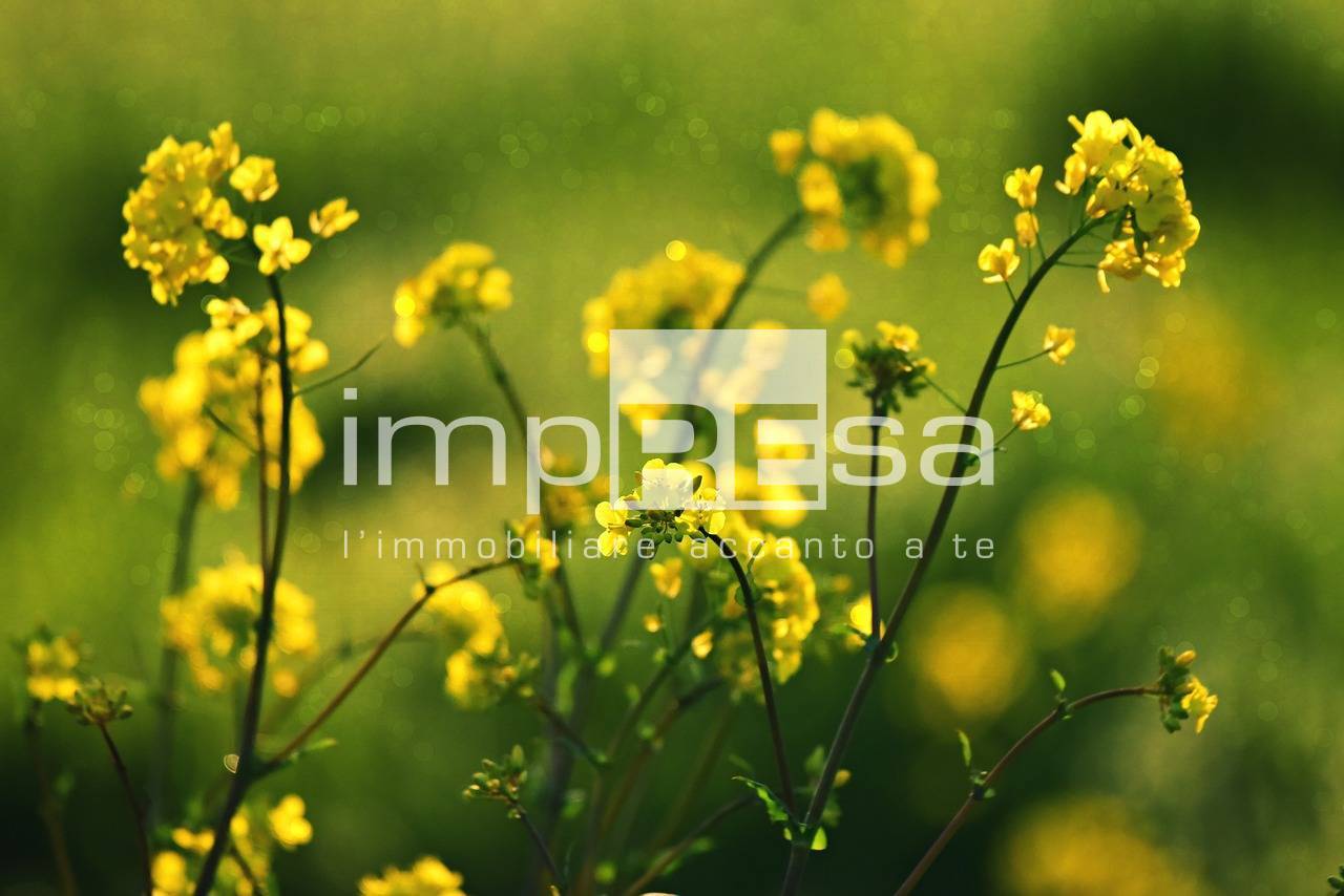 Terreno Agricolo in vendita a Valdobbiadene