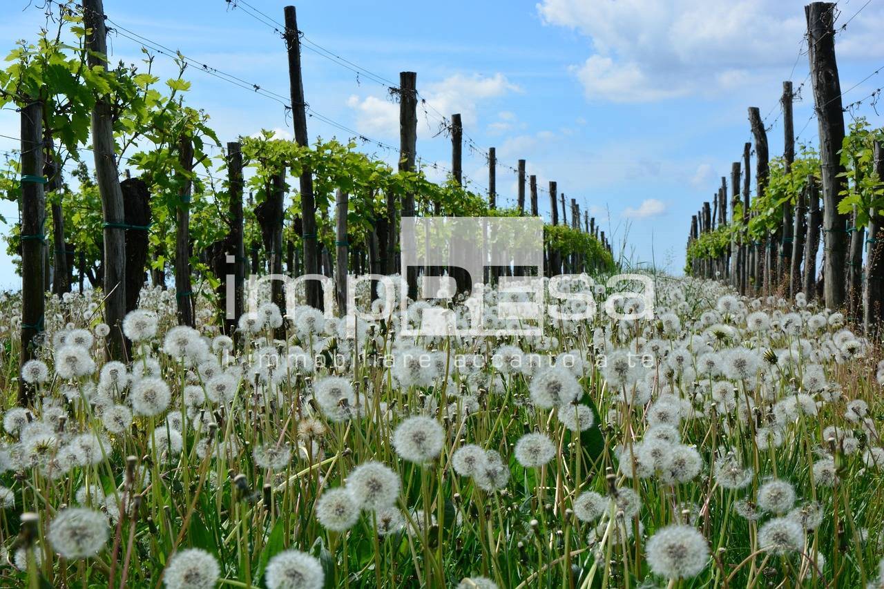 Terreno Agricolo in vendita a Valdobbiadene