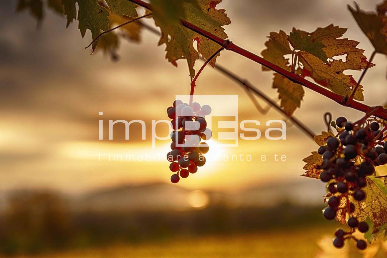 Terreno Agricolo in vendita a Valdobbiadene