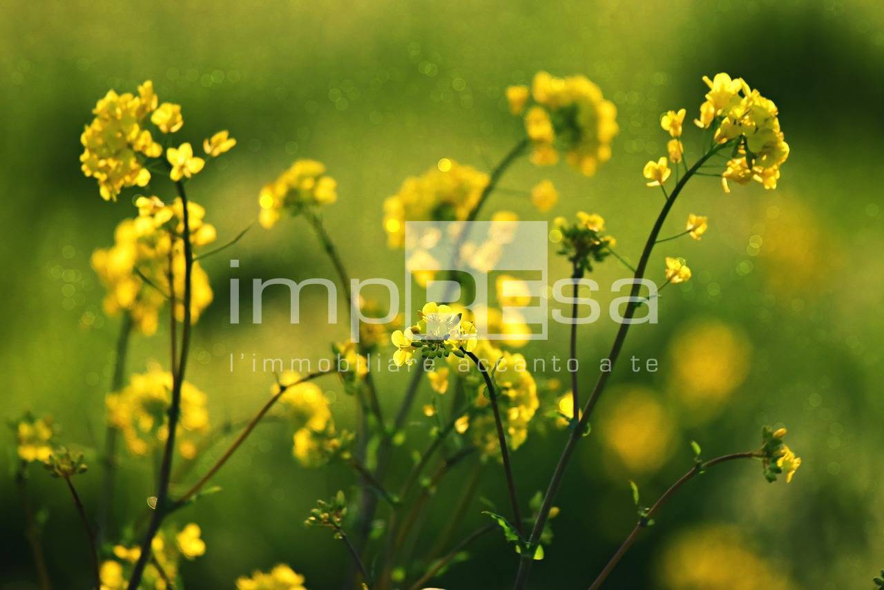 Appartamento in vendita a Castelcucco