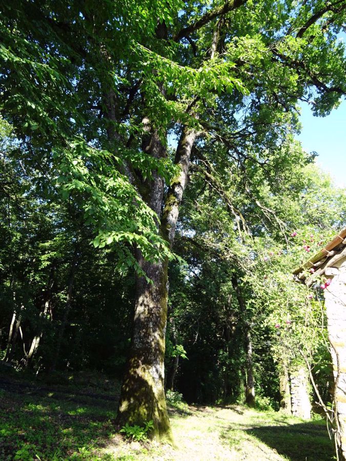 Rustico da ristrutturare a Montese