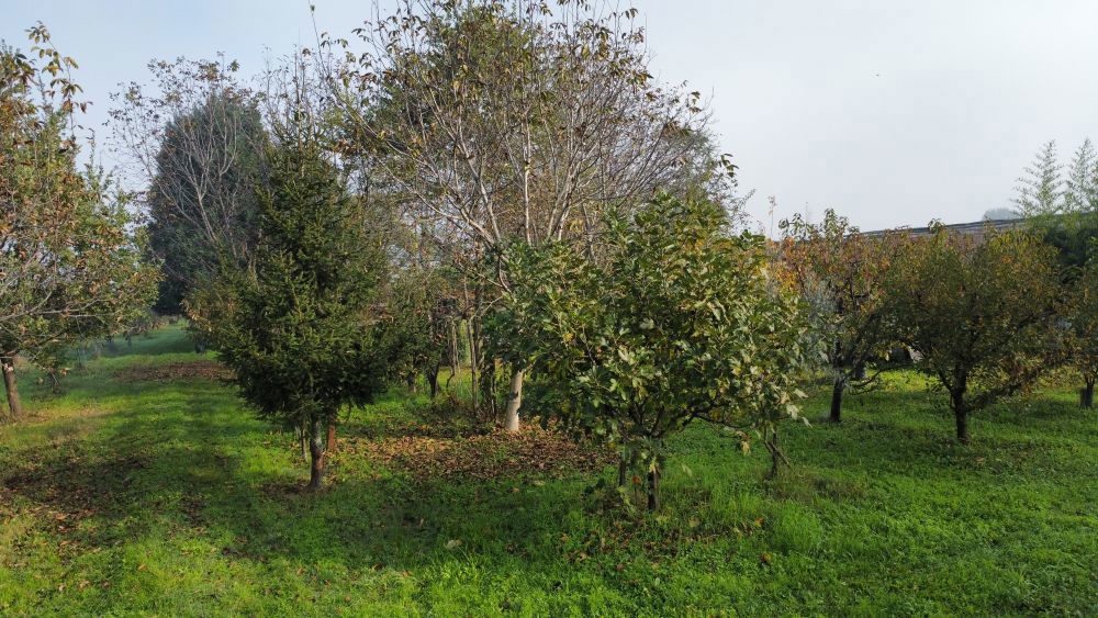 Terreno Agricolo in vendita a Vignola