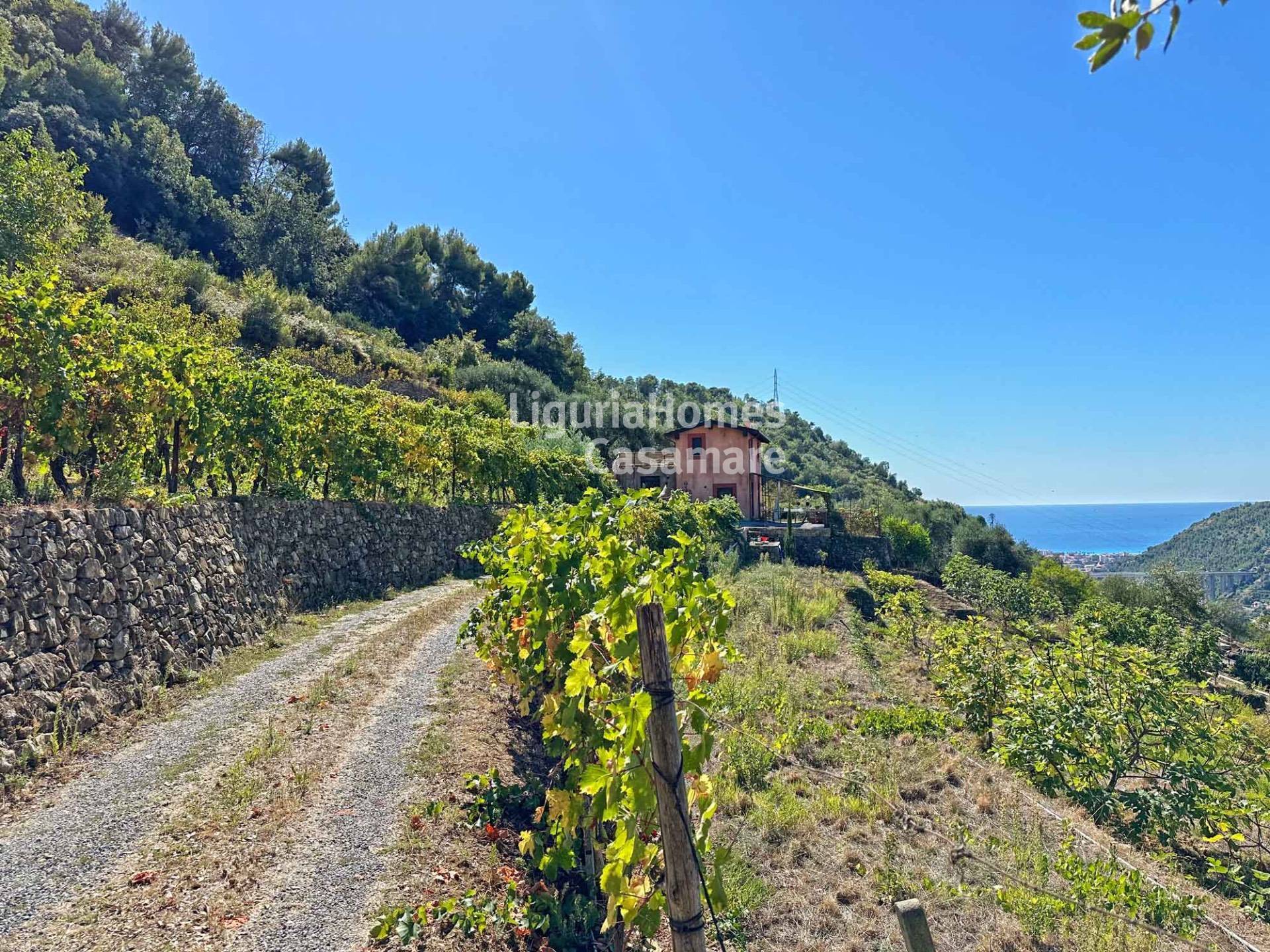 Villa in vendita a Vallebona