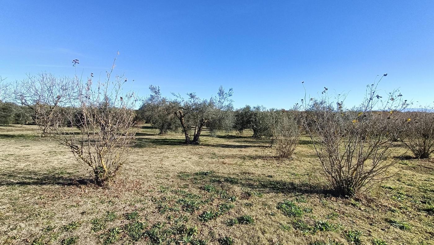 Terreno Agricolo in vendita a Vasanello