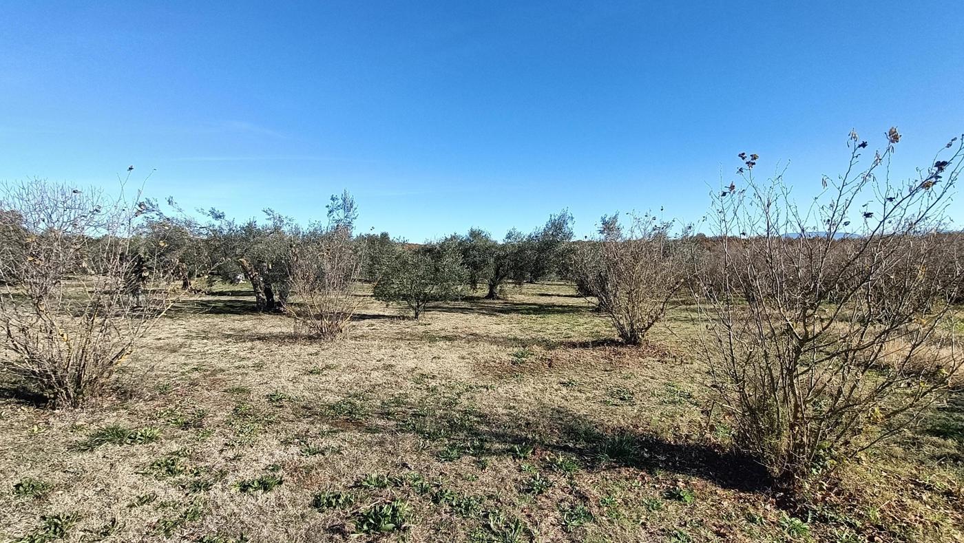 Terreno Agricolo in vendita a Vasanello