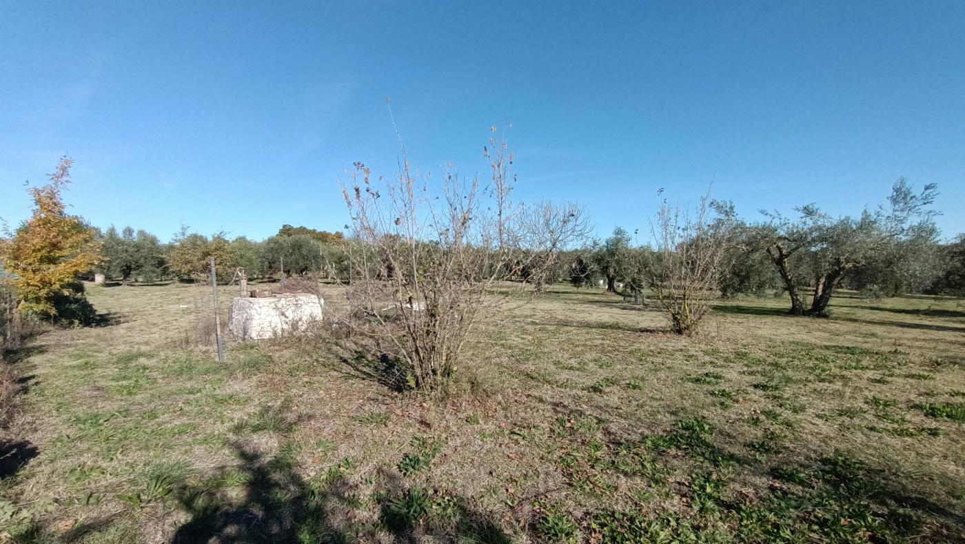 Terreno Agricolo in vendita a Vasanello