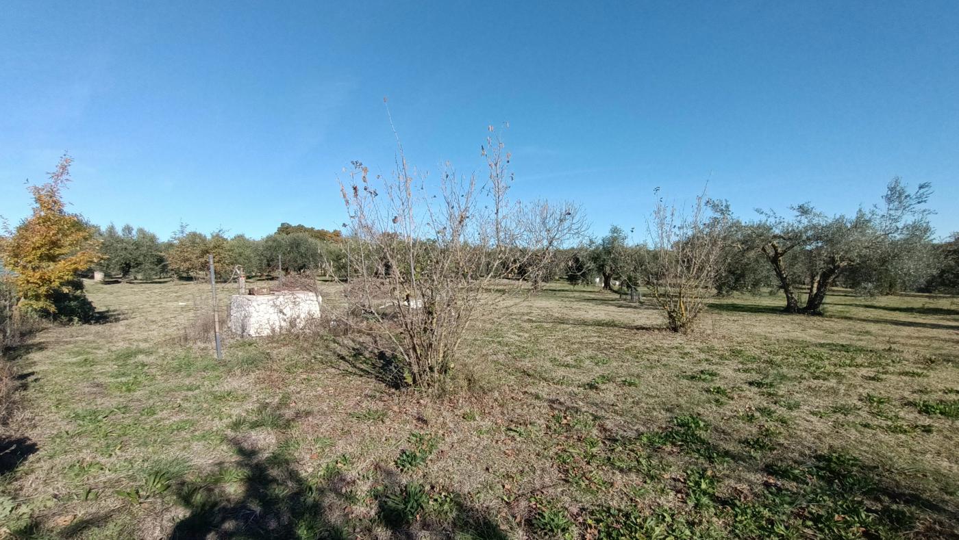 Terreno Agricolo in vendita a Vasanello