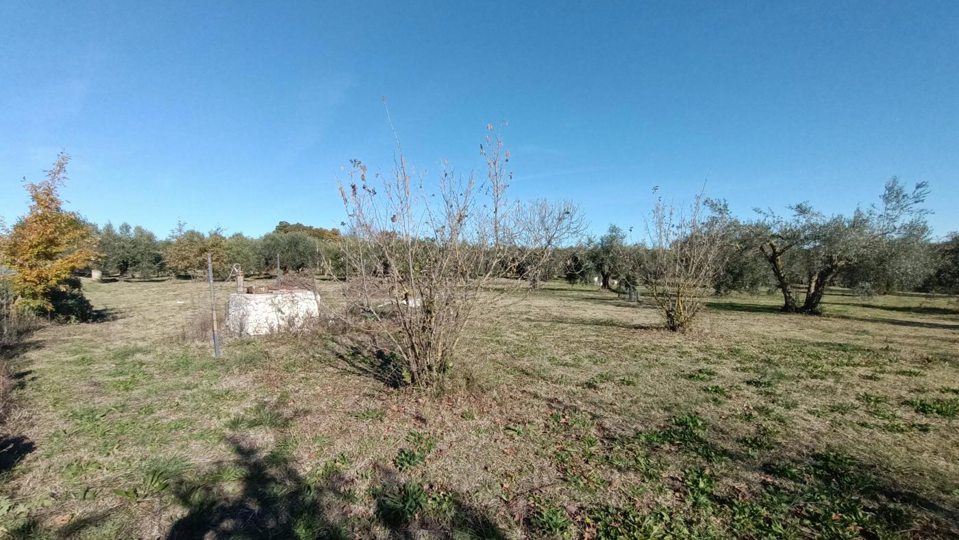 Terreno Agricolo in vendita a Vasanello
