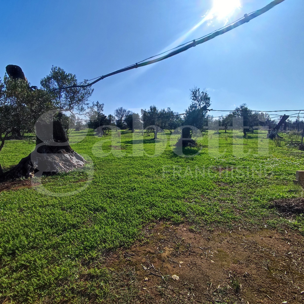Terreno Agricolo in vendita a Ugento