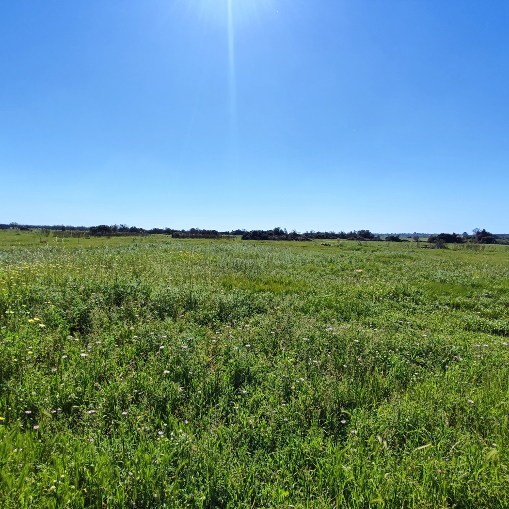 Terreno Agricolo in vendita a Ugento