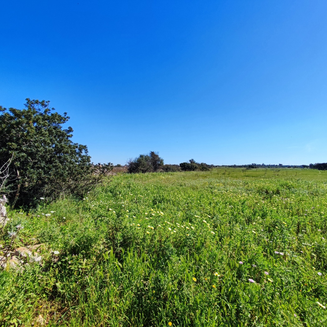 Terreno Agricolo in vendita a Ugento