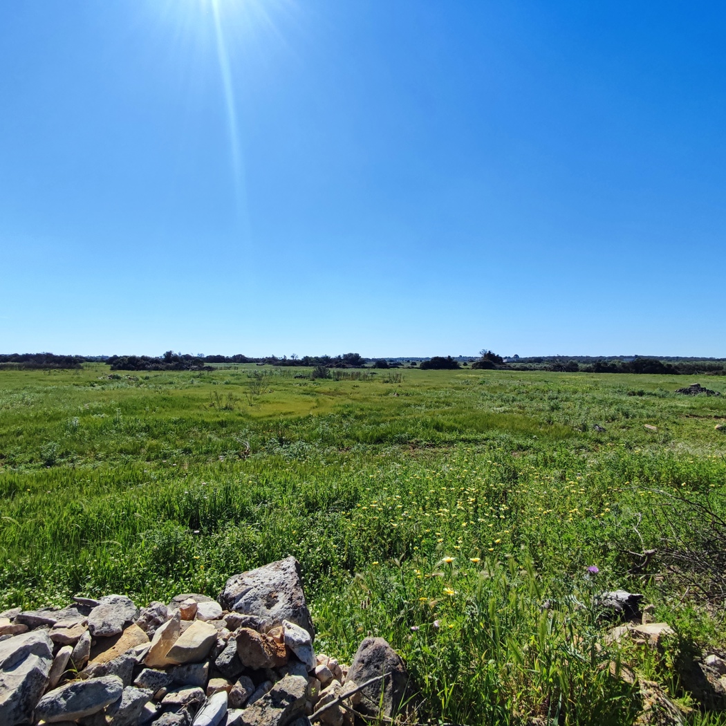 Terreno Agricolo in vendita a Ugento