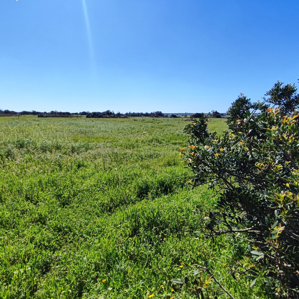 Terreno Agricolo in vendita a Ugento