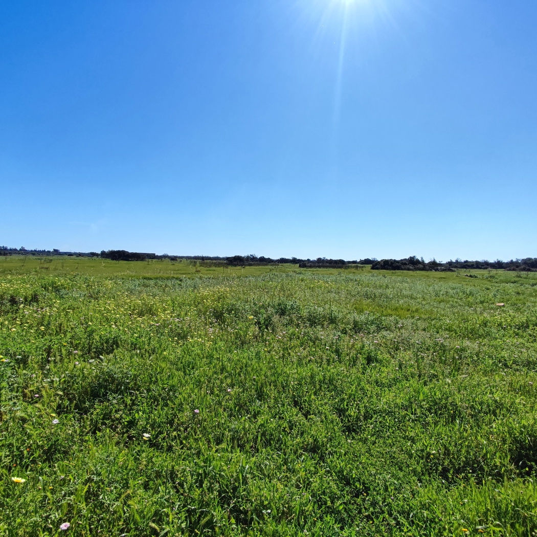 Terreno Agricolo in vendita a Ugento