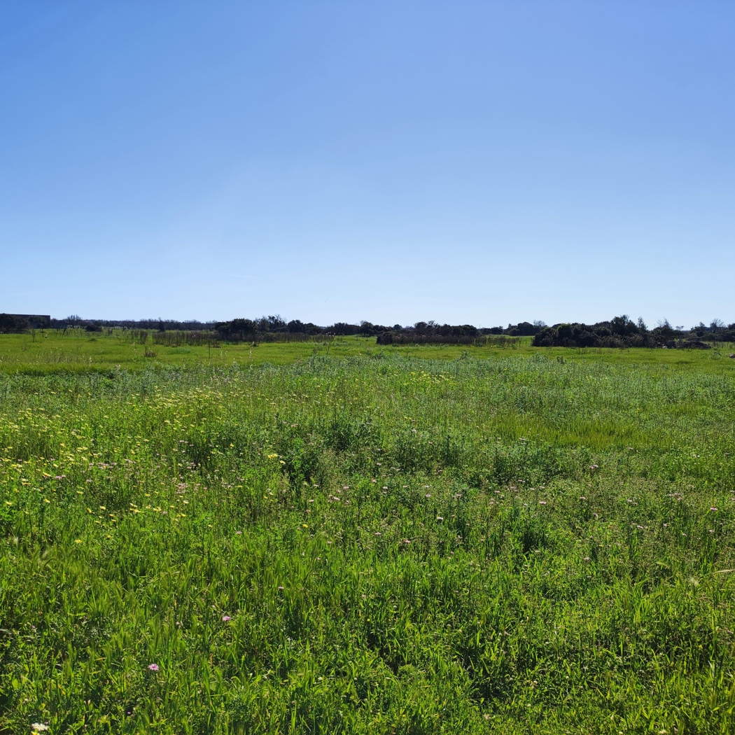 Terreno Agricolo in vendita a Ugento