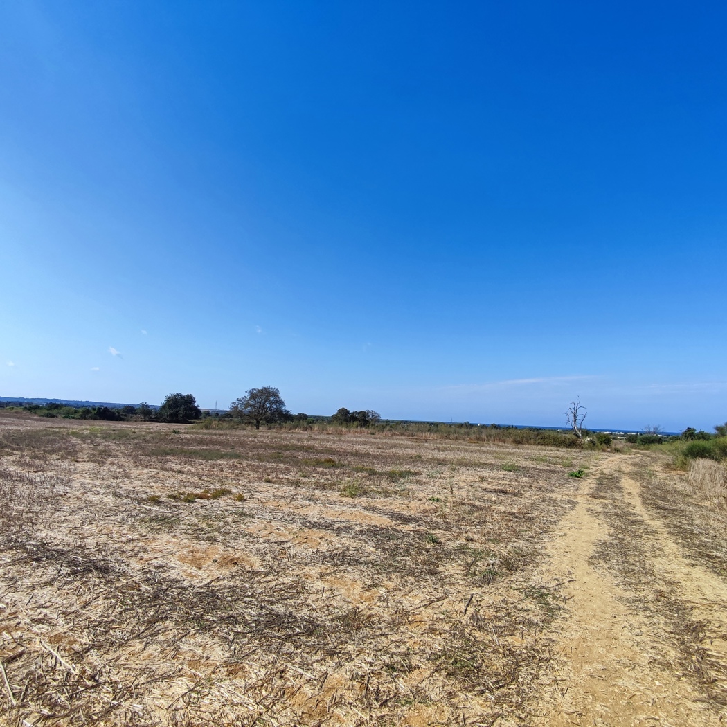 Terreno Agricolo in vendita a Alezio