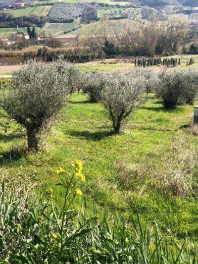 Casale colonico / Rustico in vendita a Massignano, Residenziale