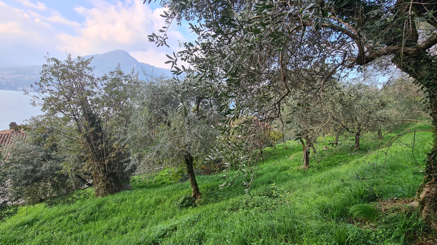 Terreno con giardino a Monte Isola