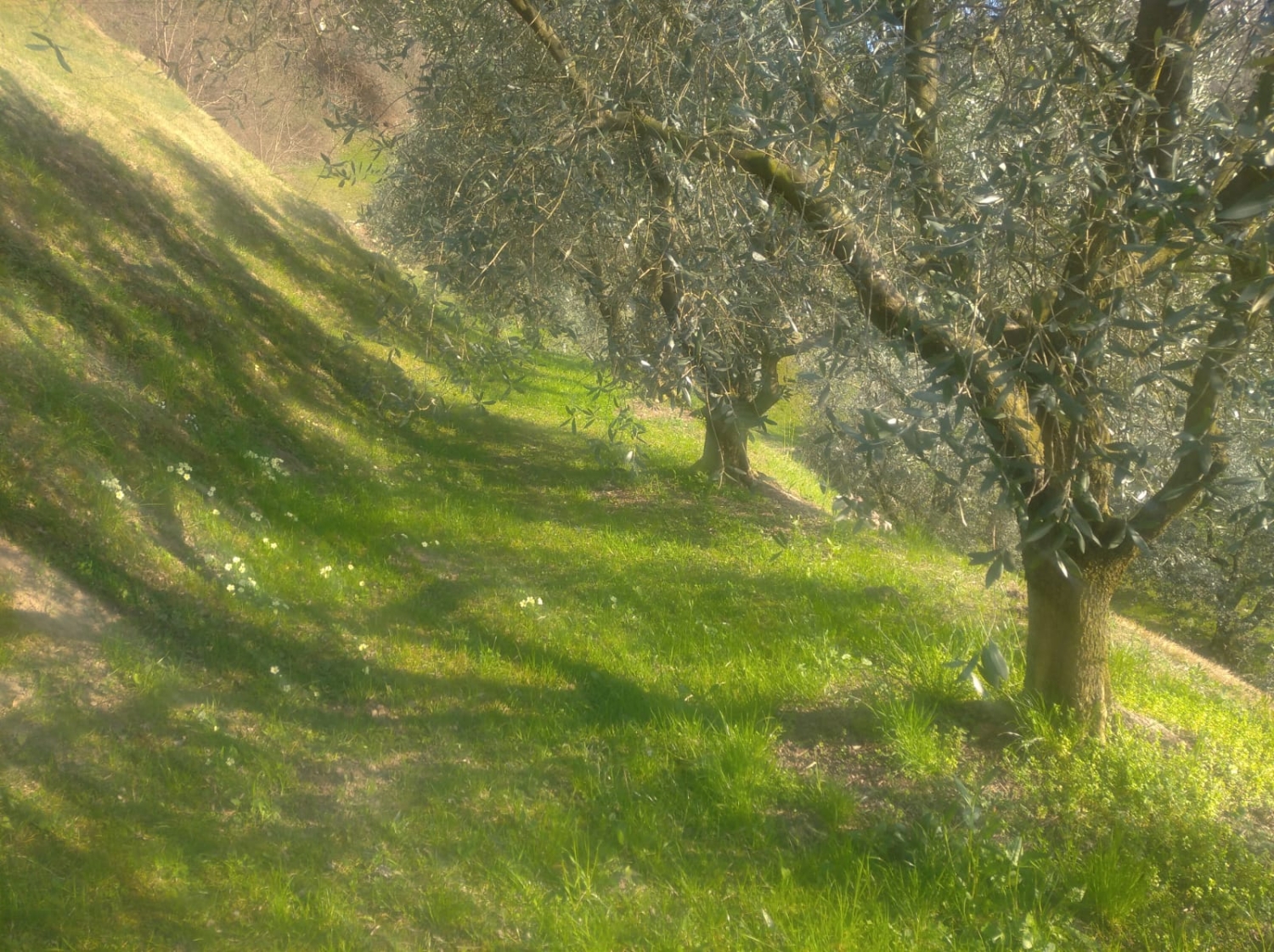 immagine annuncio 6 di 9