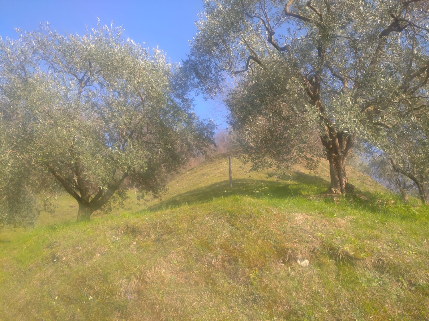 immagine annuncio 7 di 9