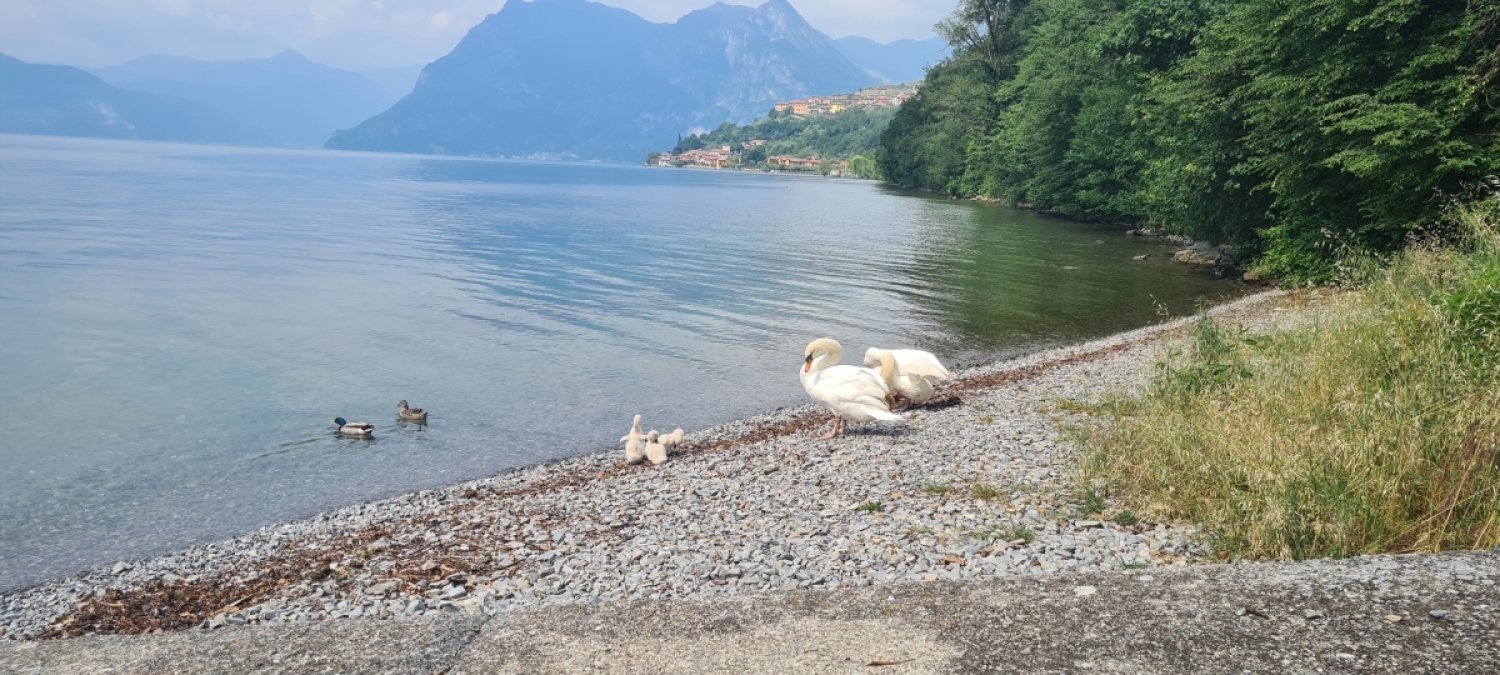 immagine annuncio 4 di 7