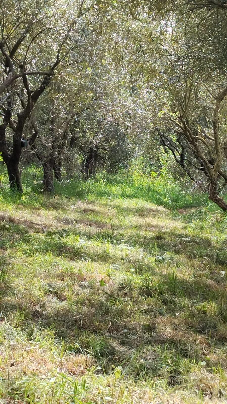 Terreno Agricolo in vendita a Cascina