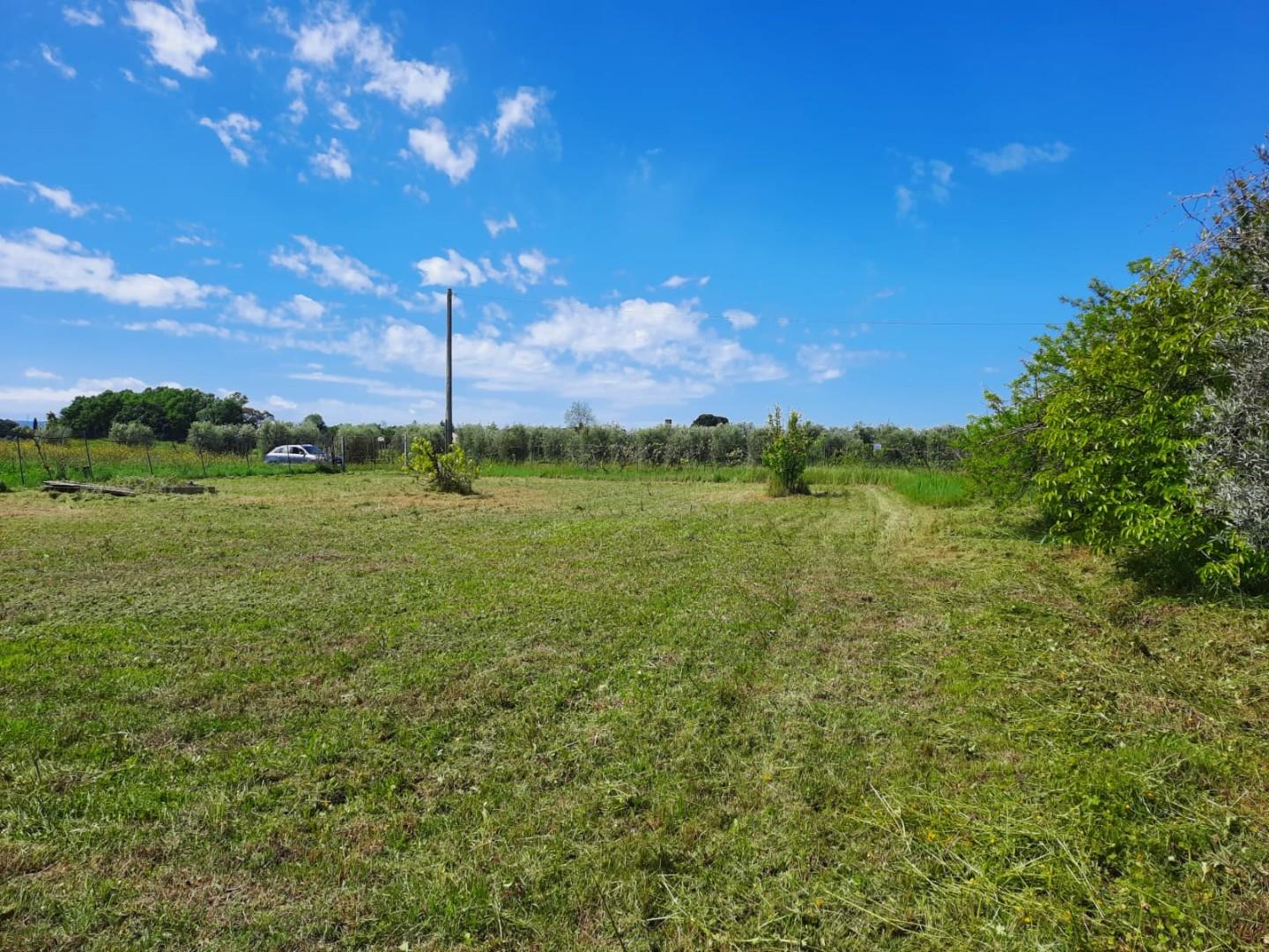 Terreno Agricolo in vendita a Vicopisano