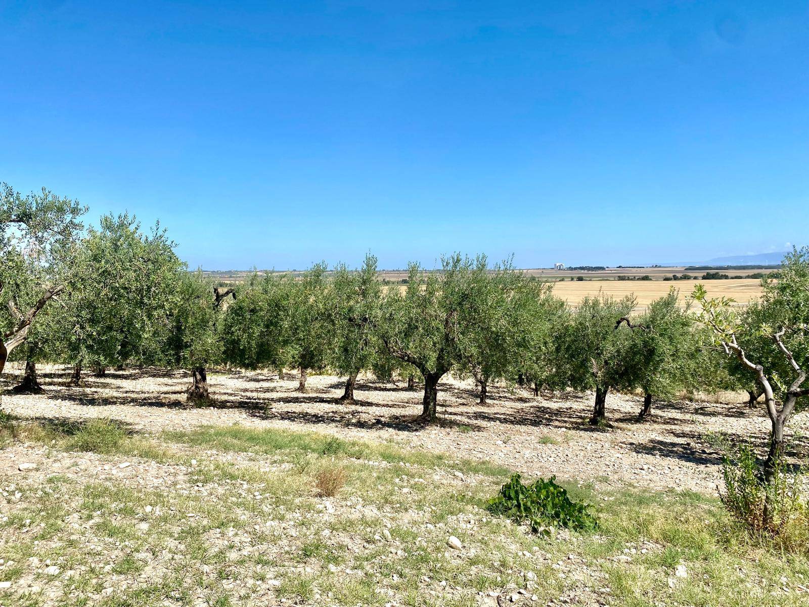 Terreno in vendita a Lucera