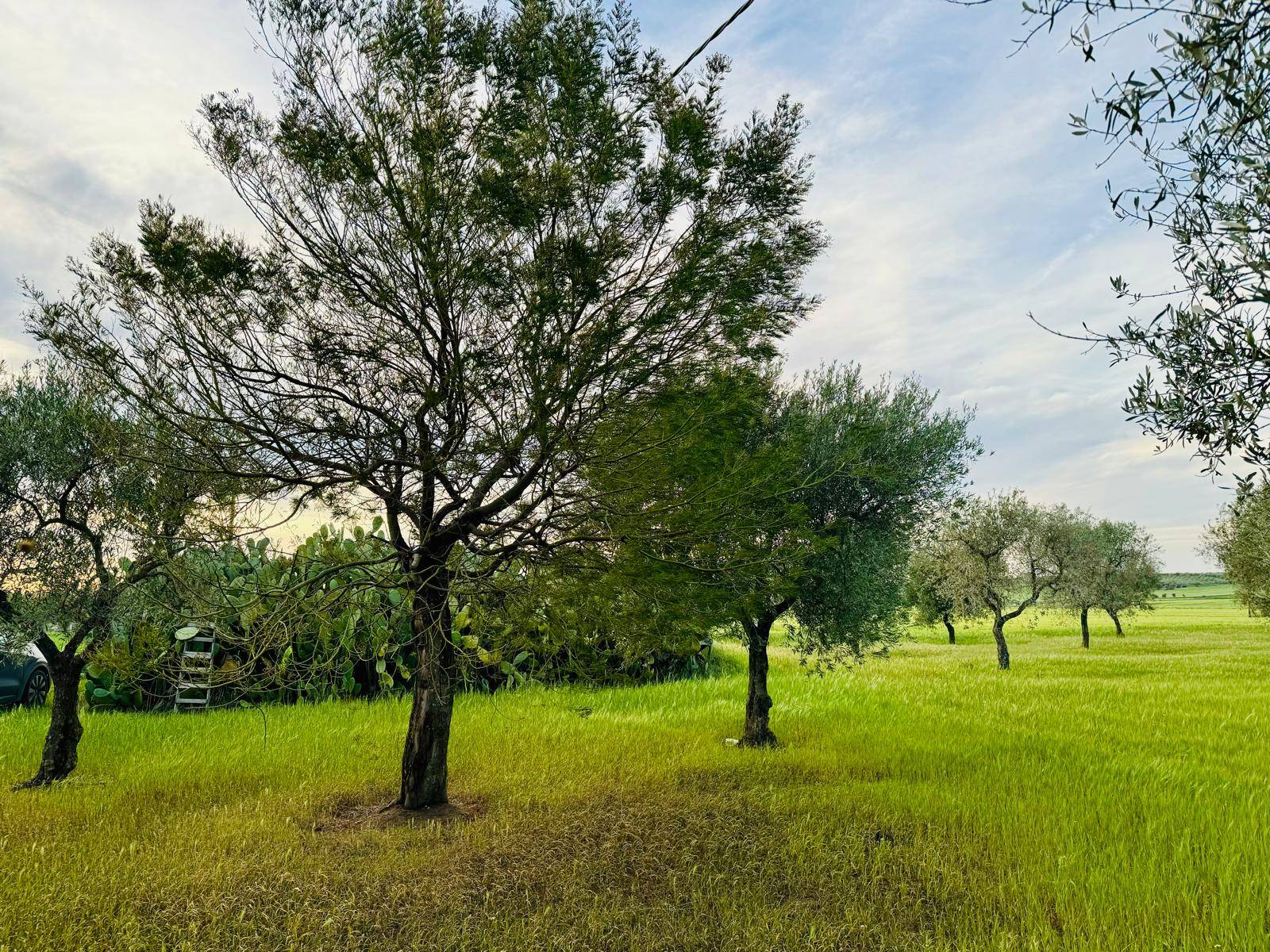 immagine annuncio 5 di 6