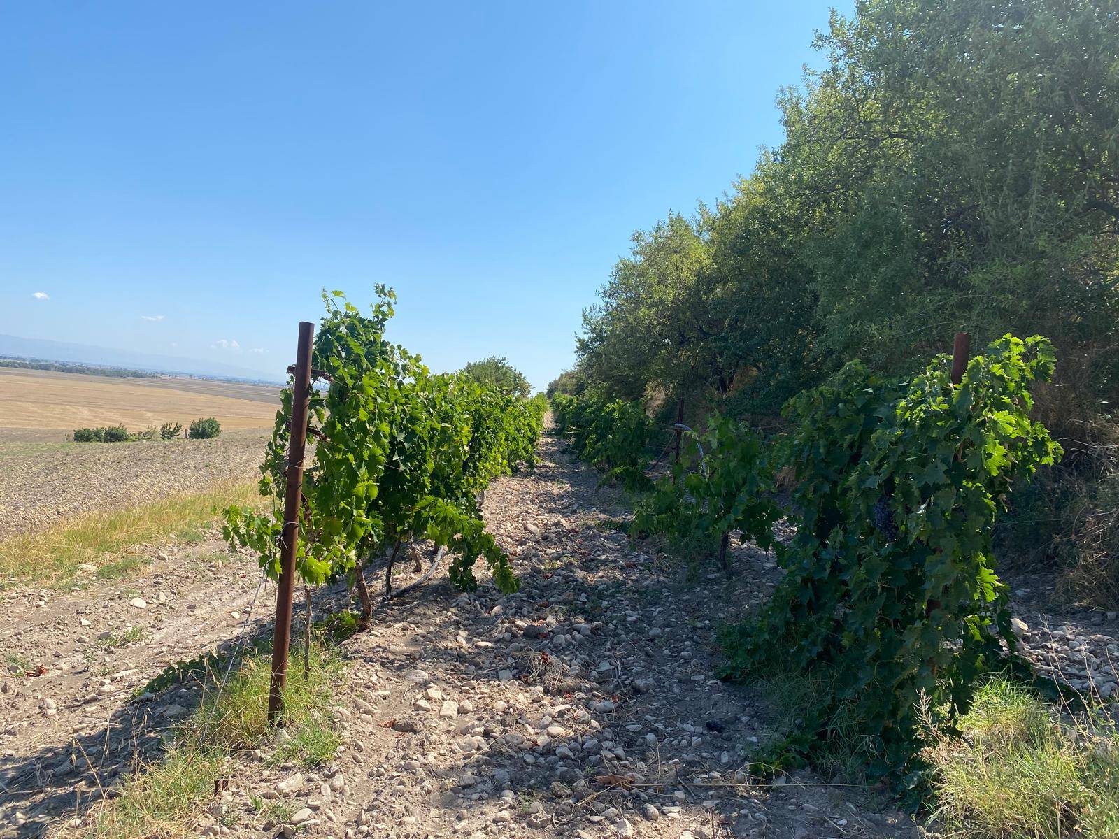 Terreno Agricolo in vendita a Lucera