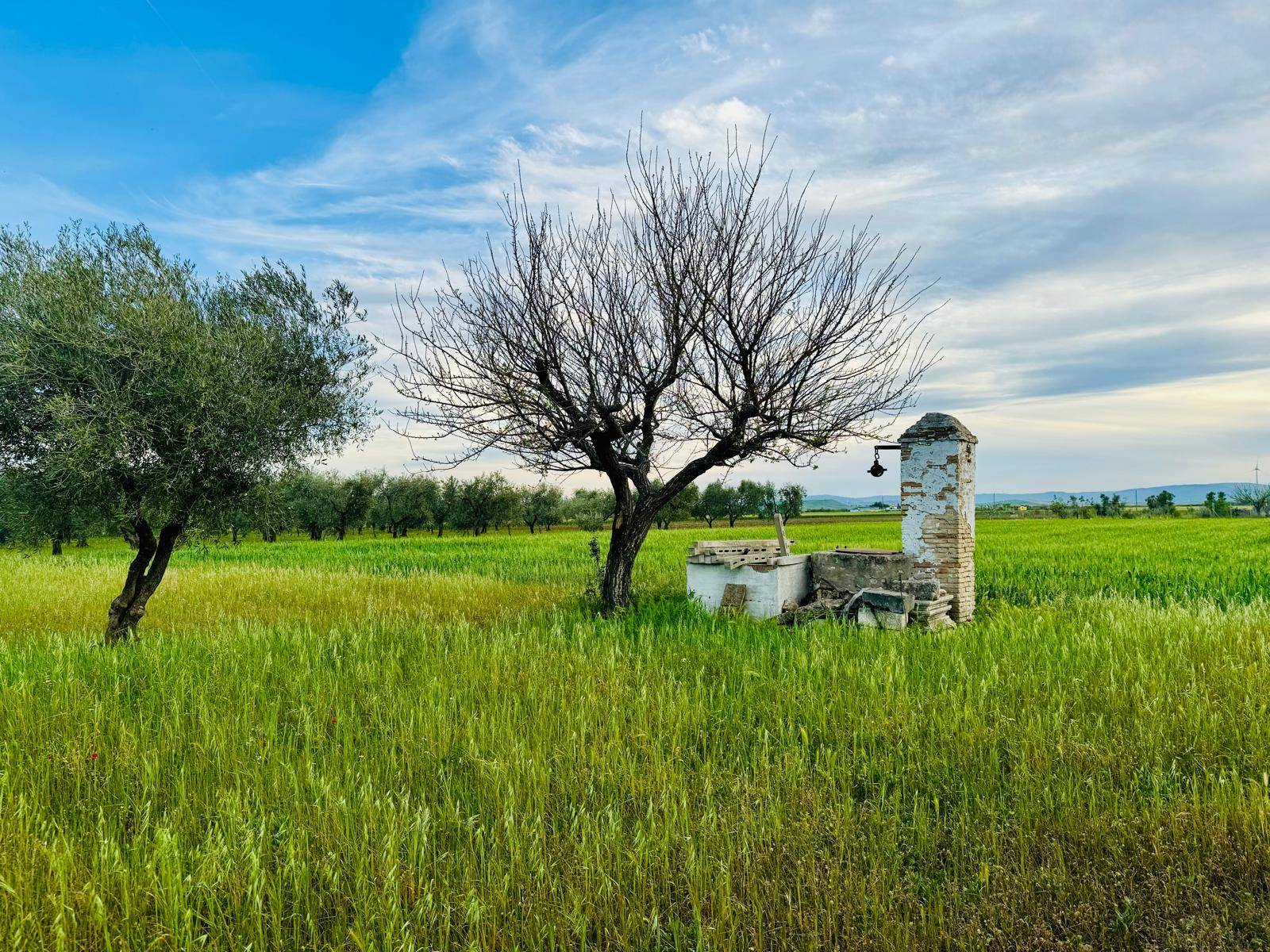 Terreno Agricolo in vendita a Lucera