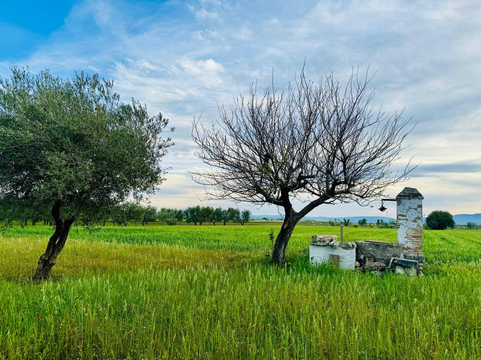 Terreno Agricolo in vendita a Lucera