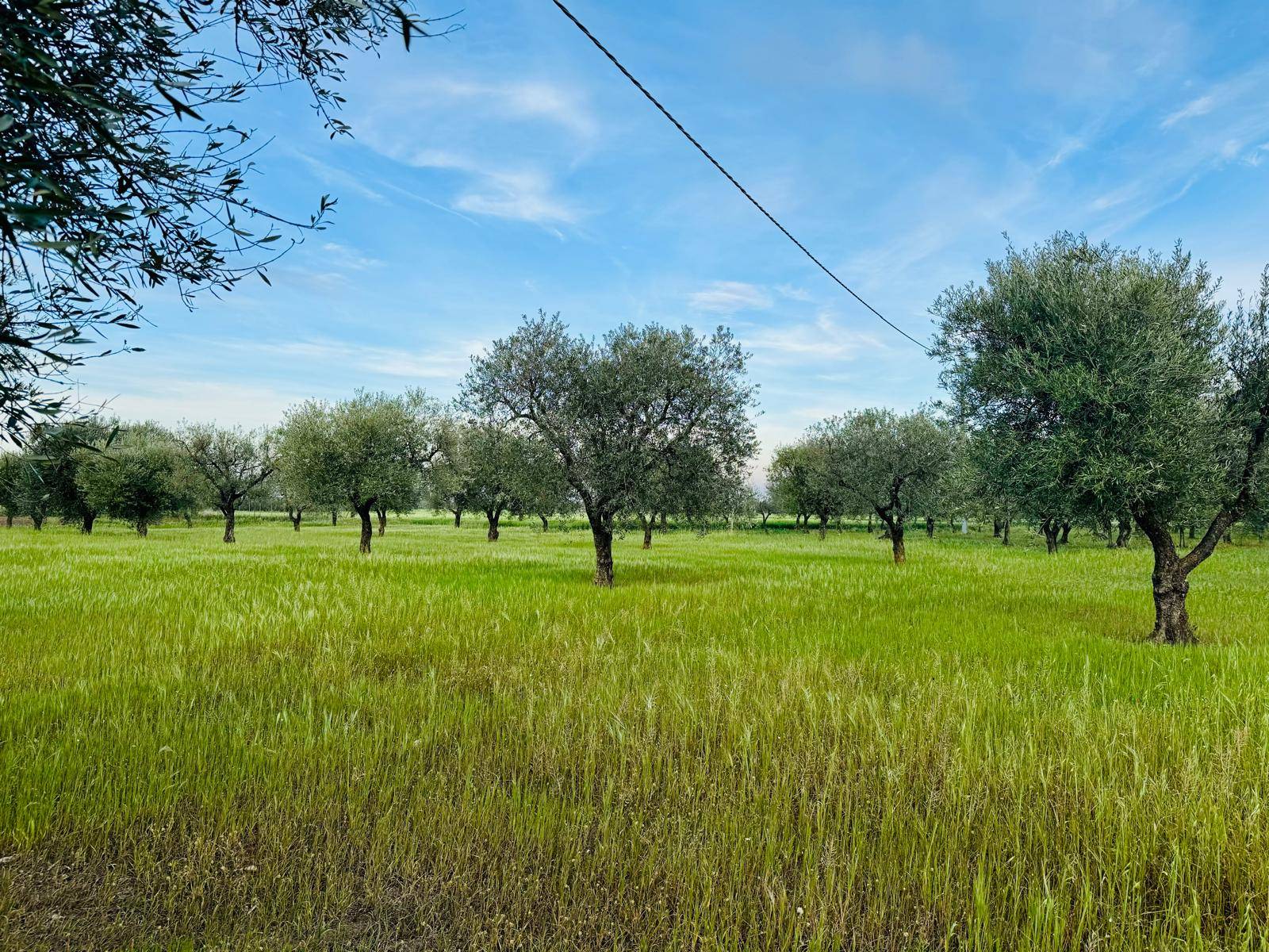 Terreno Agricolo in vendita a Lucera