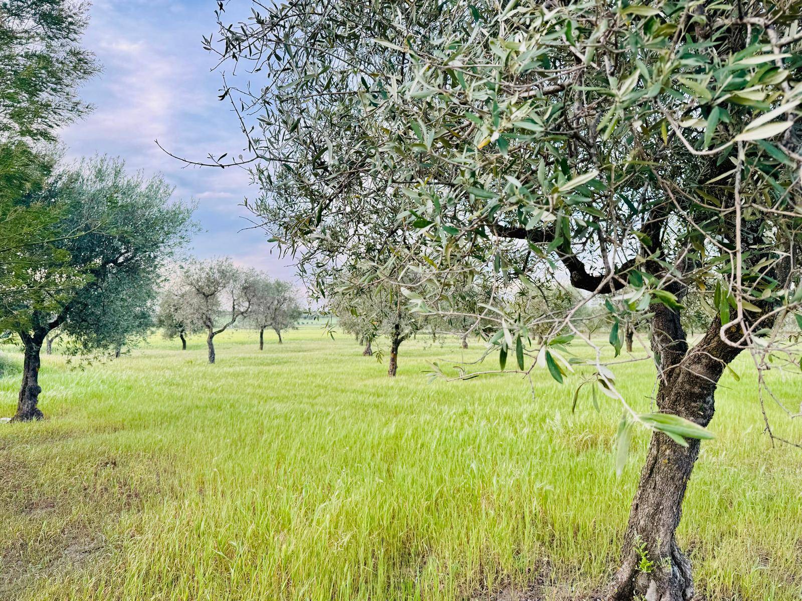 Terreno Agricolo in vendita a Lucera