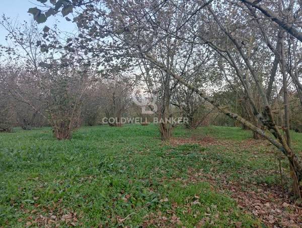 Terreno agricolo in vendita a Sutri