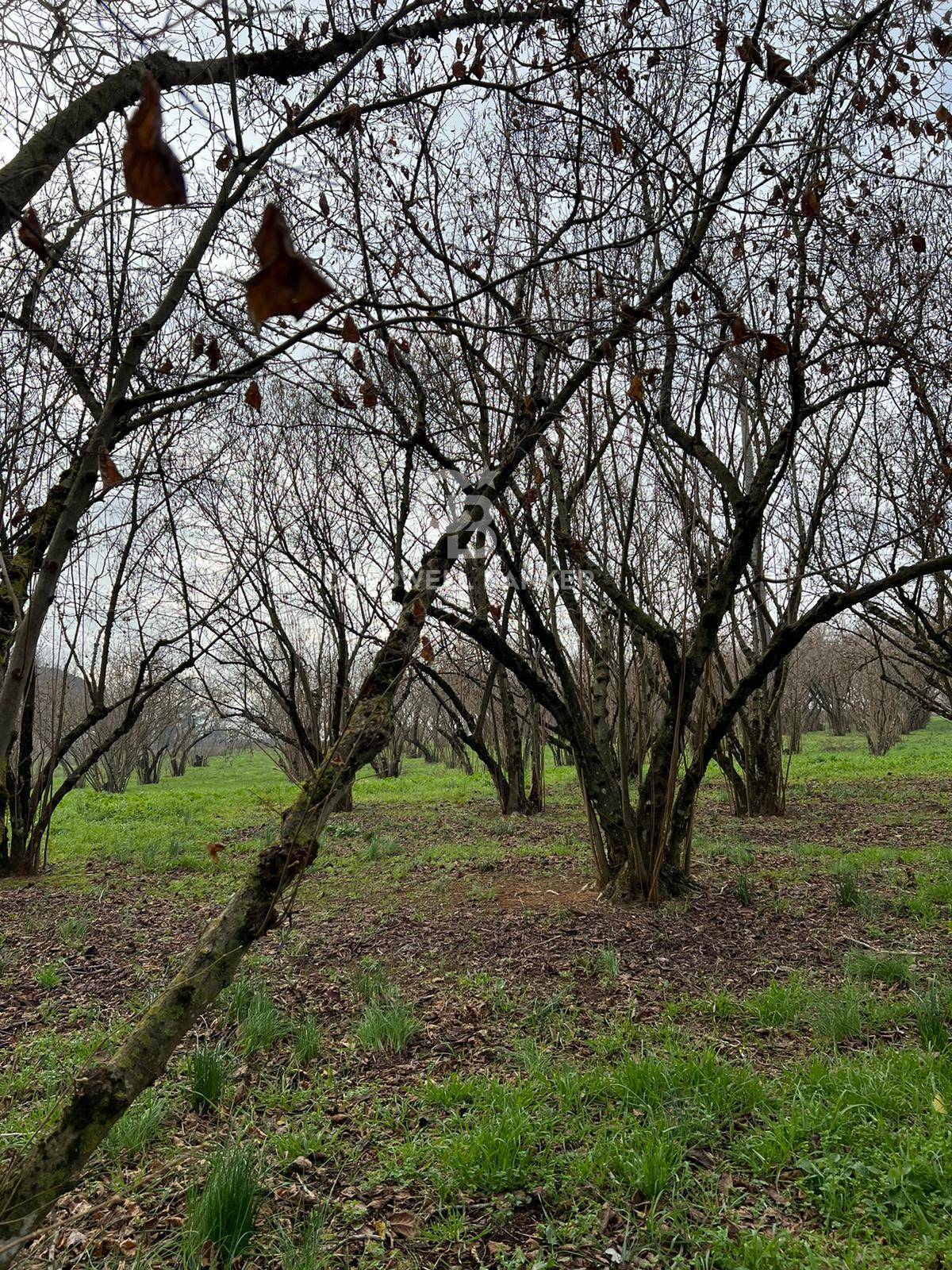 Terreno agricolo in vendita a Sutri, centro