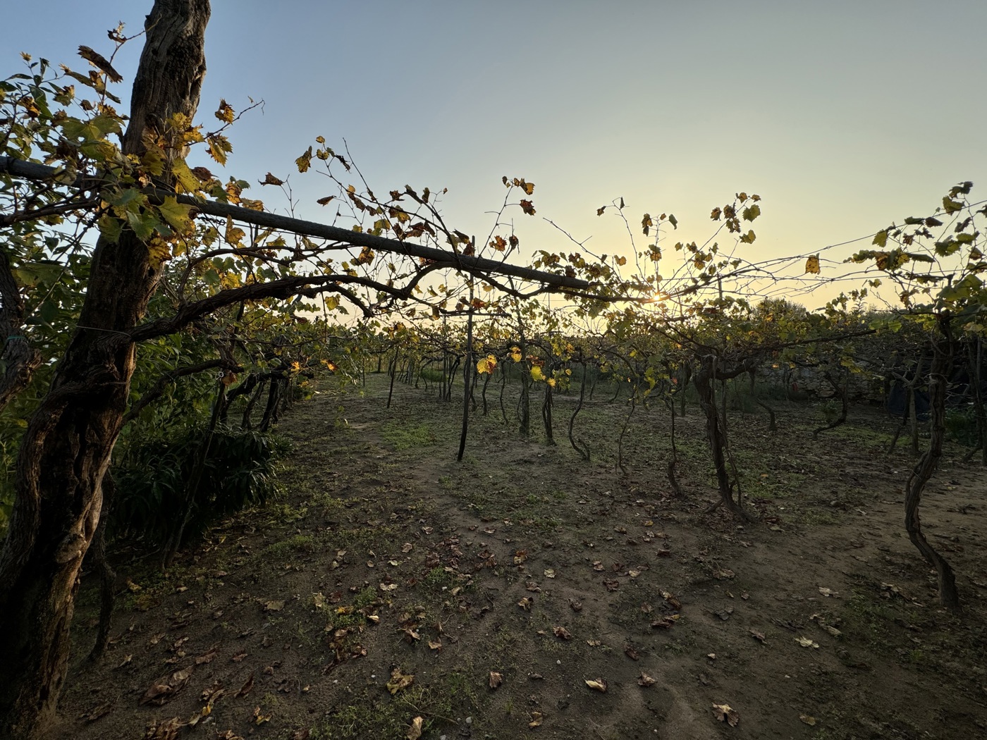 Casa indipendente da ristrutturare a Orgiano
